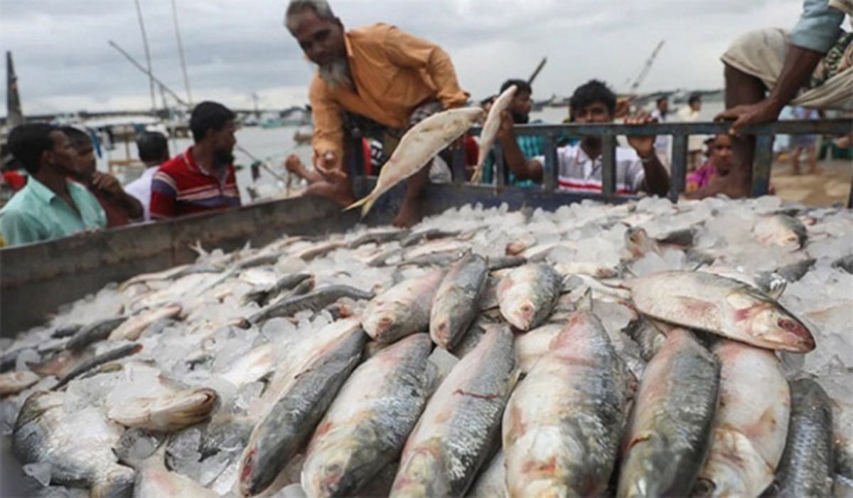 hilsa 17022025-01 (1)