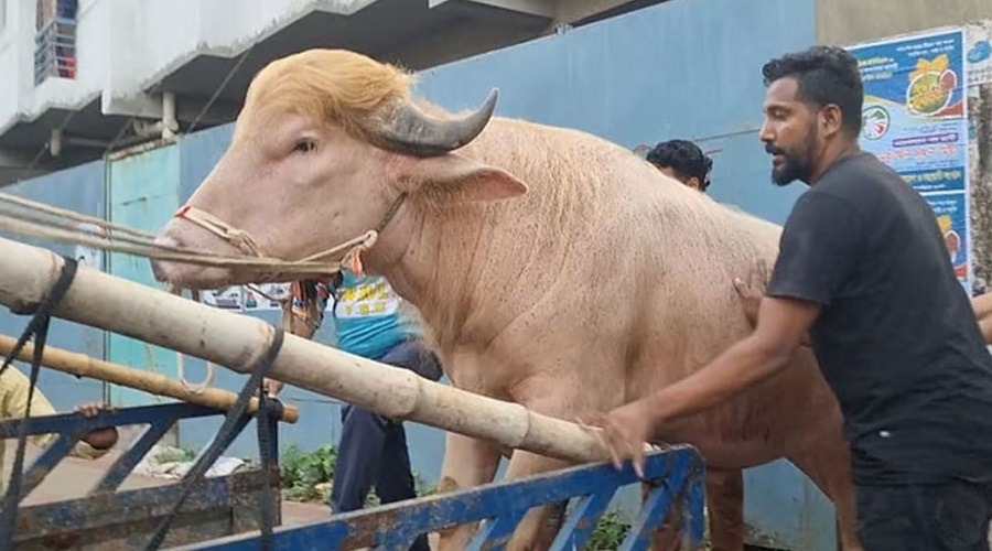 কোরবানি হচ্ছেনা ‘ডোনাল্ড ট্রাম্প’-এর, যাচ্ছে চিড়িয়াখানায়