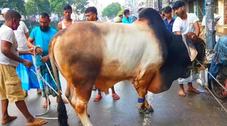 কোরবানির পশুর লাথি-গুঁতায় আহত ৮০