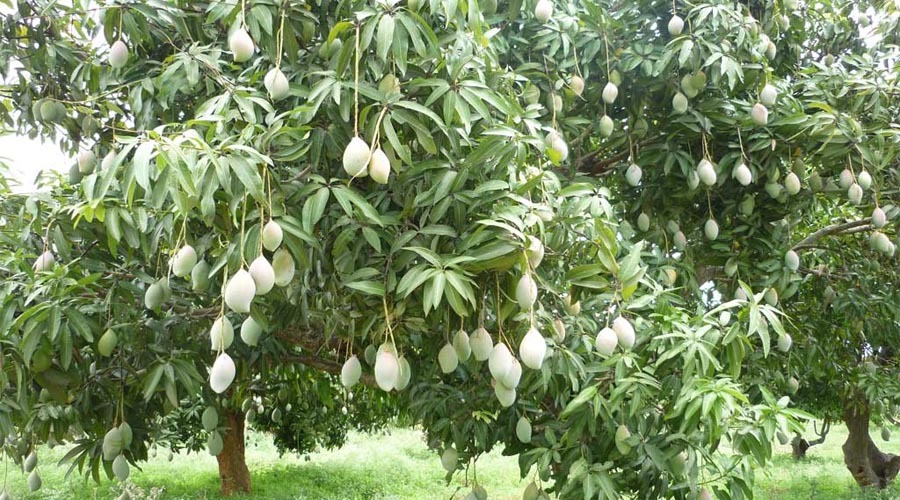দেশে আমের চাষ ও উৎপাদন বাড়লেও রফতানি না বাড়ায় আম চাষীরা হতাশ