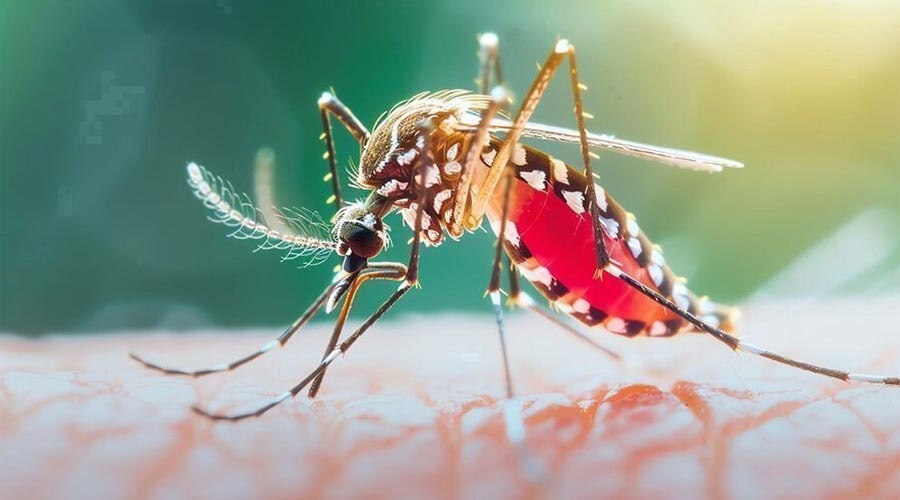 ডেঙ্গুতে একদিনে ৮ মৃত্যু, হাসপাতালে ভর্তি ১ হাজার ৭৩৩