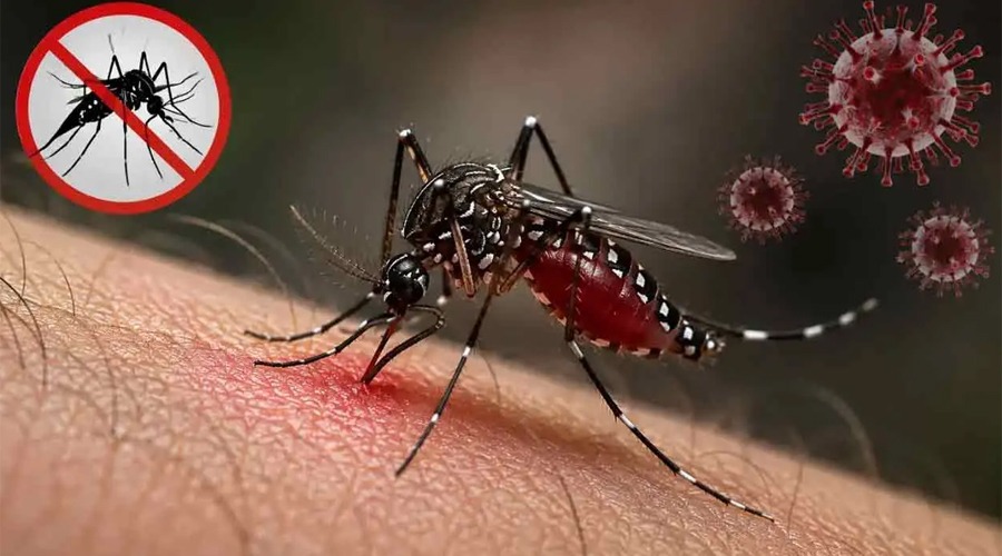 ২৪ ঘন্টায় ডেঙ্গুতে ৩ জনের মৃত্যু, হাসপাতালে ১৪৩২