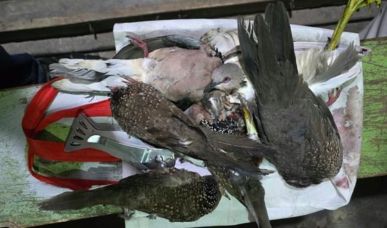 কলাপাড়ায় পাখি হত্যা মামলায় শাস্তি নিশ্চিত
