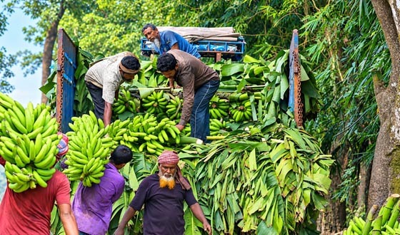 গাইবান্ধায় কার্বাইড দিয়ে পাকানো কলায় সয়লাব বাজার বাড়ছে স্বাস্থ্য ঝুঁকি ছবি: সংগৃহীত