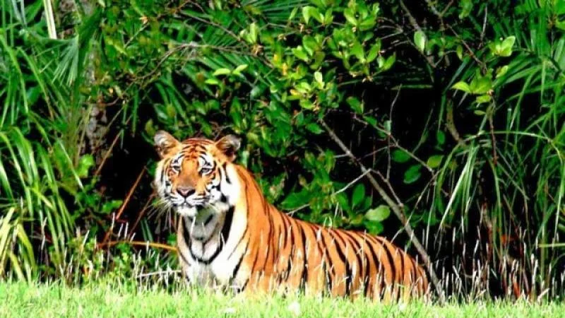 ভারত সীমান্ত পেরিয়ে লালমনিরহাটে বাঘের হানা, তিন গ্রামবাসী আহত ও কৃষিজমিতে অবস্থান
